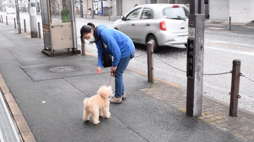 犬が散歩で止まる本当の理由 Animal Life Solutions らくらくハーネス