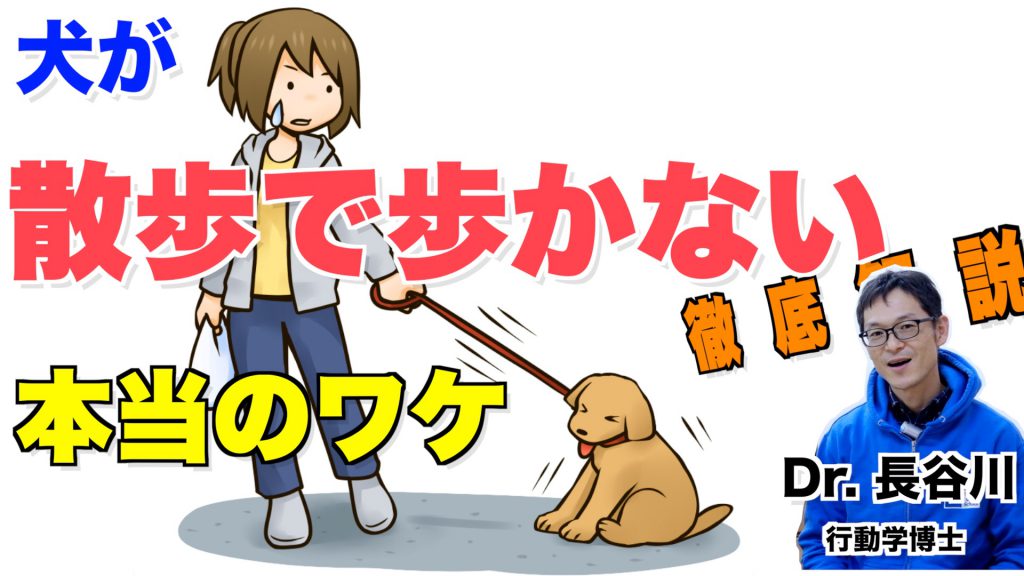 犬が散歩で止まる本当の理由 Animal Life Solutions らくらくハーネス