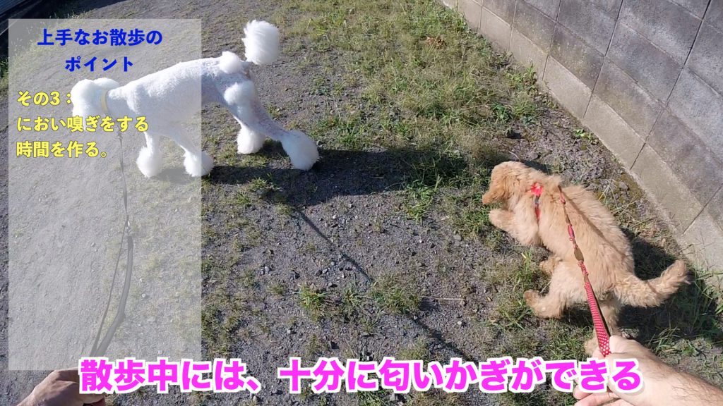 散歩の引っ張り今すぐ改善 犬の習性を知ろう Animal Life Solutions らくらくハーネス